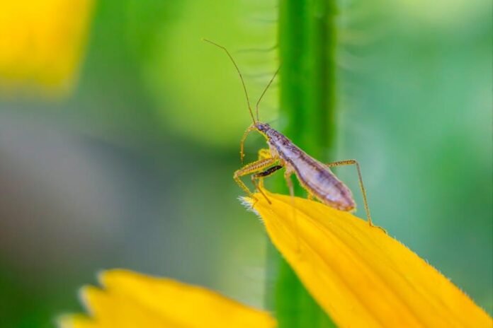 Bug Splatter Removal Tips That Actually Work